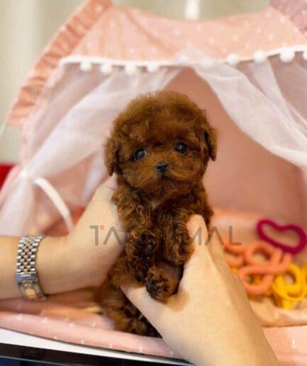 Poodle puppy for sale, dog for sale at Tagnimal