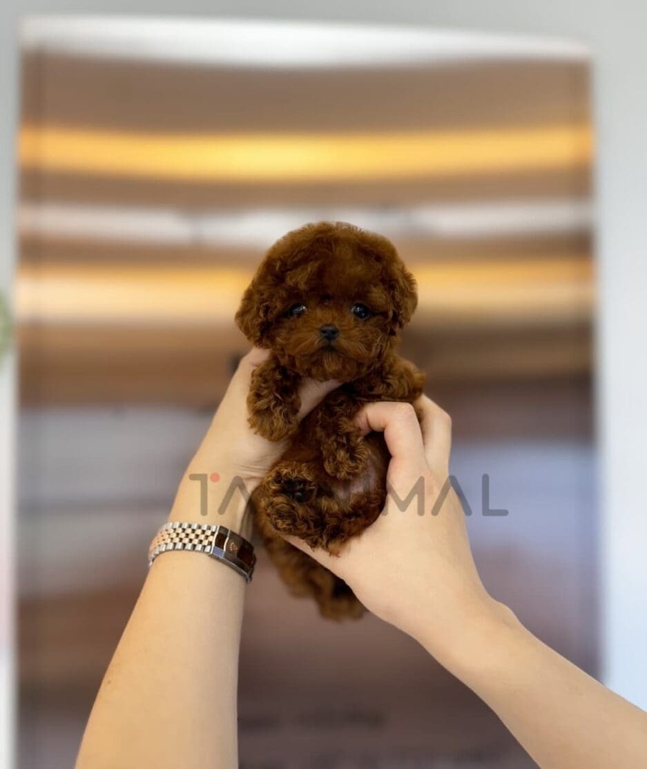 Poodle puppy for sale, dog for sale at Tagnimal