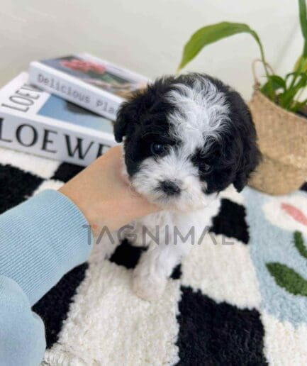 Poodle puppy for sale, dog for sale at Tagnimal