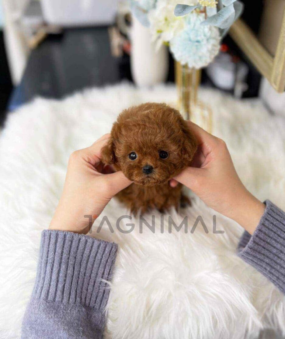 Poodle puppy for sale, dog for sale at Tagnimal