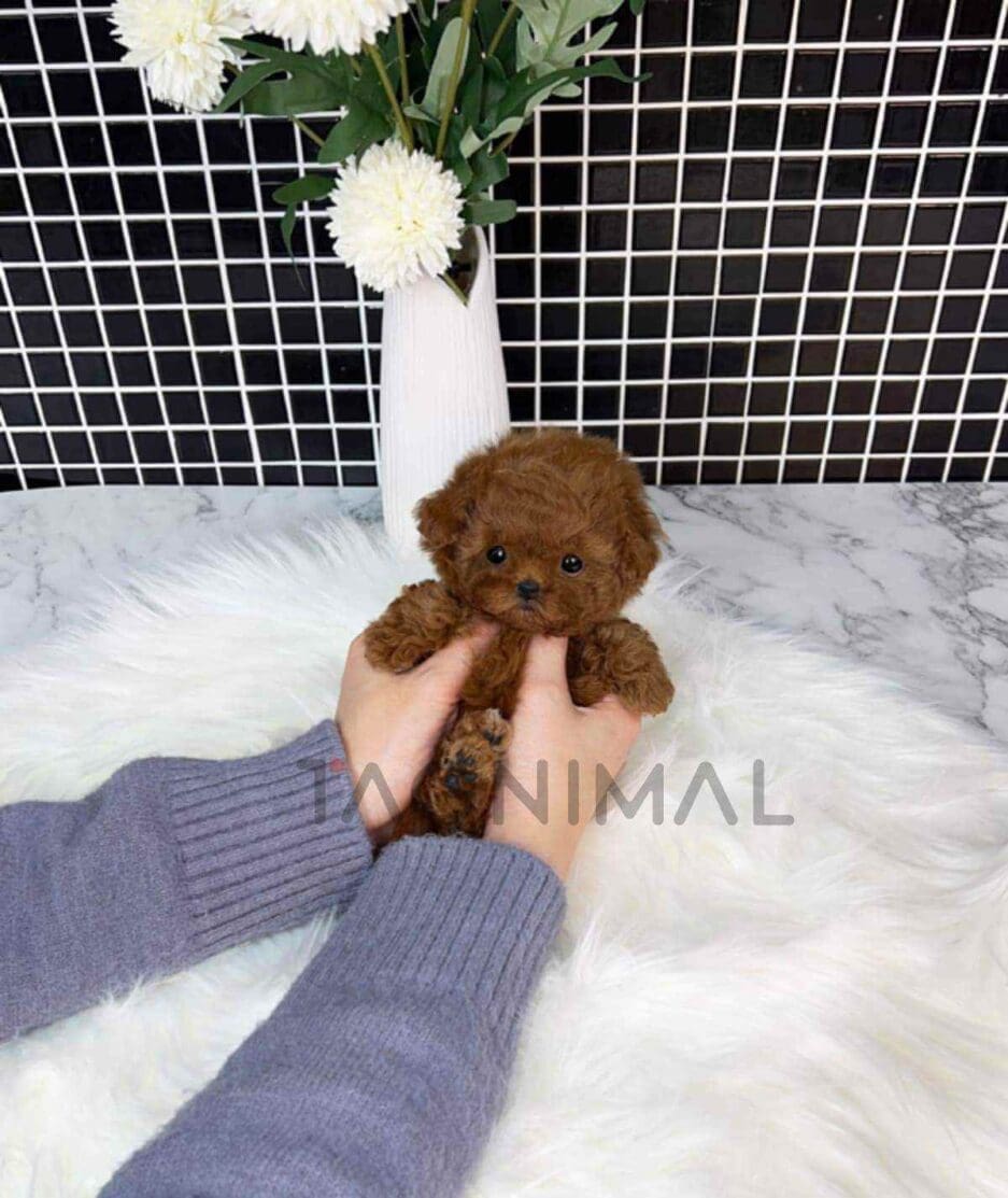 Poodle puppy for sale, dog for sale at Tagnimal