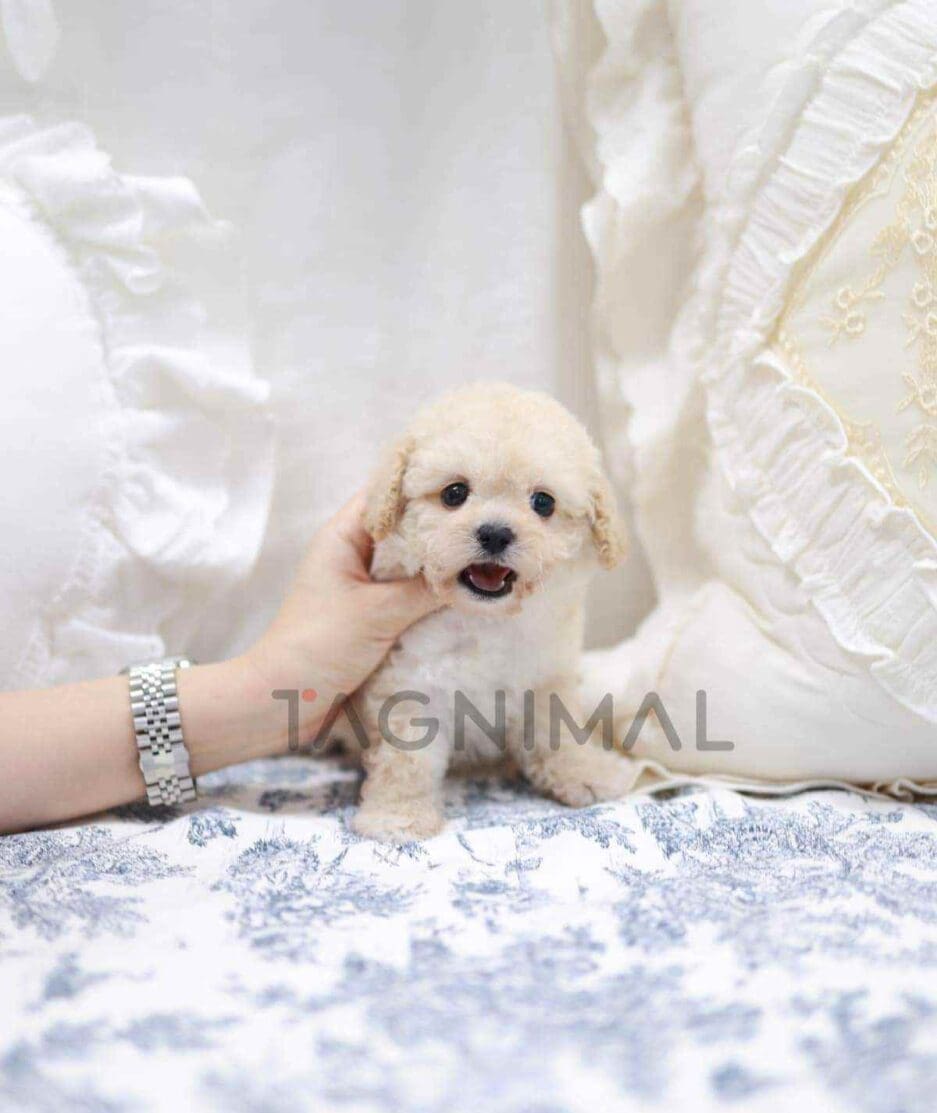 Poodle puppy for sale, dog for sale at Tagnimal