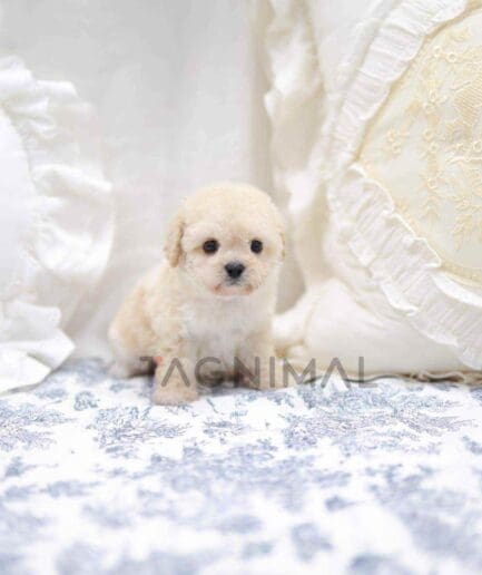 Poodle puppy for sale, dog for sale at Tagnimal