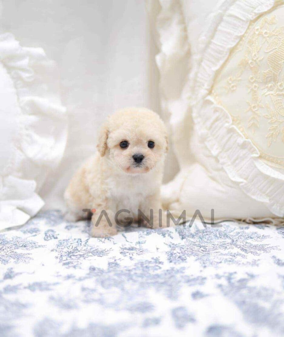 Poodle puppy for sale, dog for sale at Tagnimal