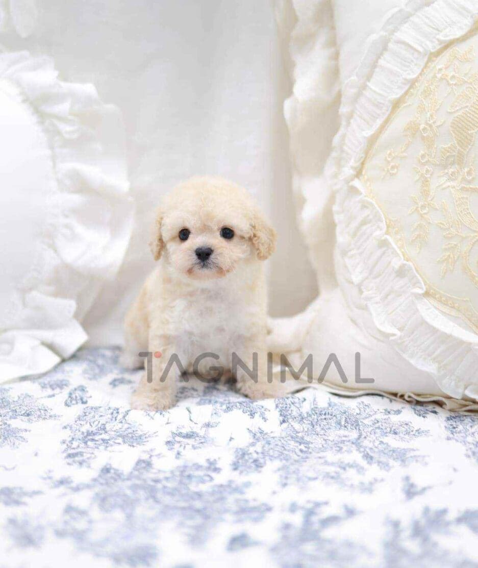 Poodle puppy for sale, dog for sale at Tagnimal