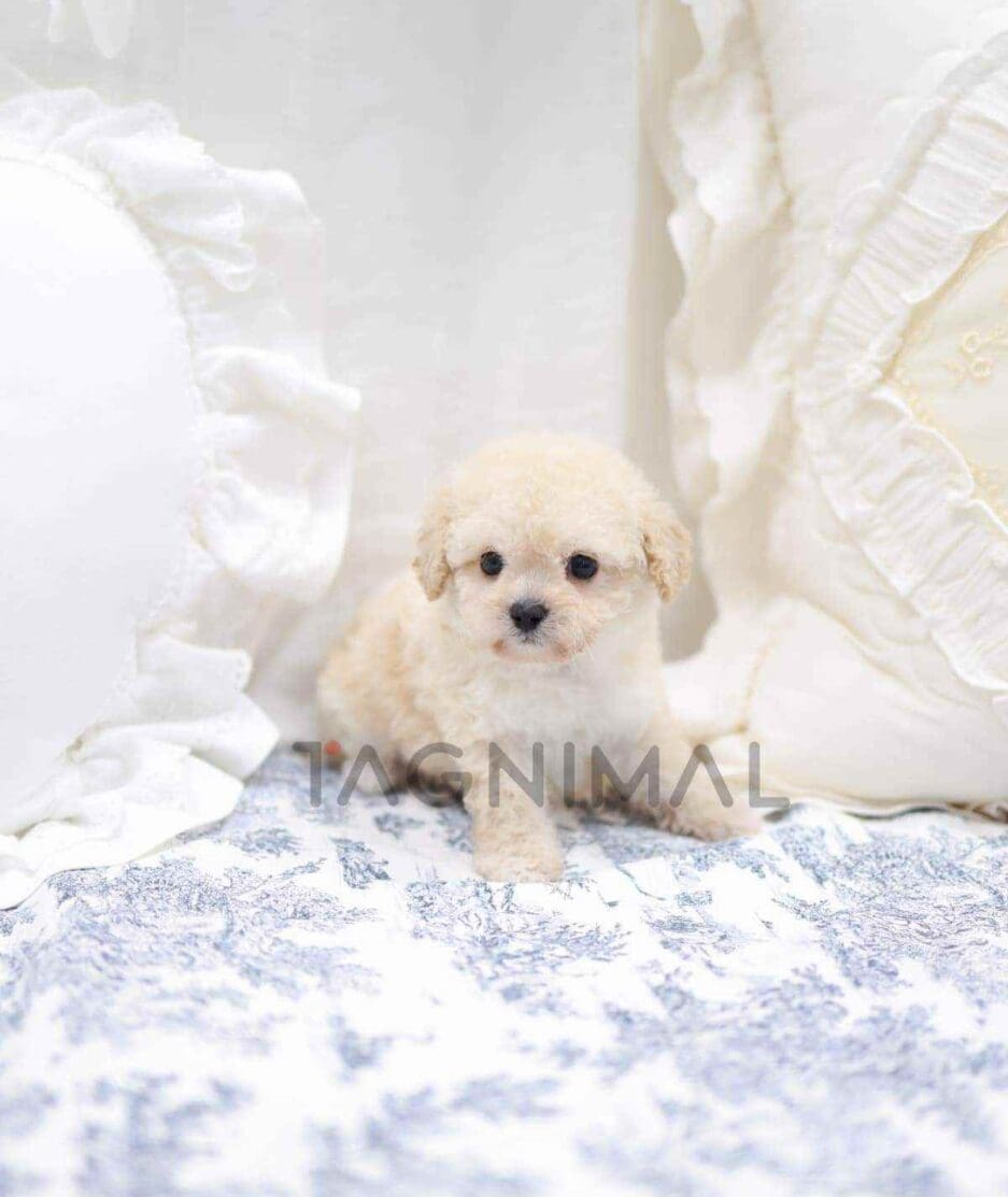 Poodle puppy for sale, dog for sale at Tagnimal