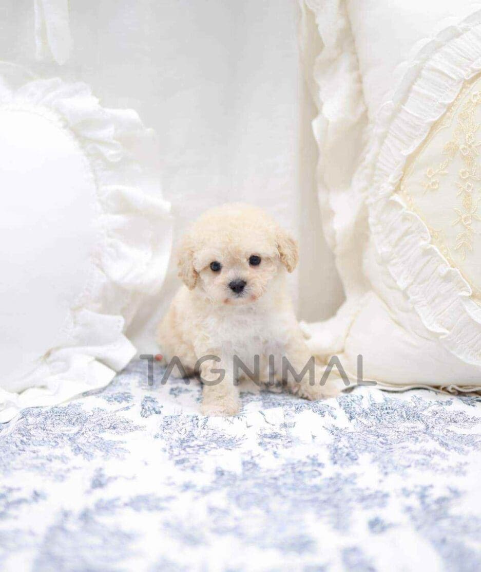 Poodle puppy for sale, dog for sale at Tagnimal