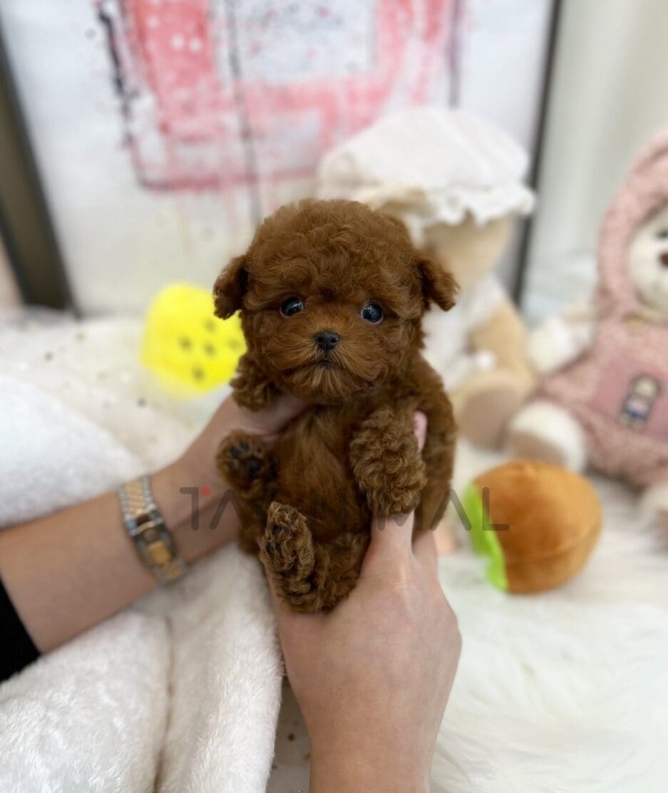 Poodle puppy for sale, dog for sale at Tagnimal