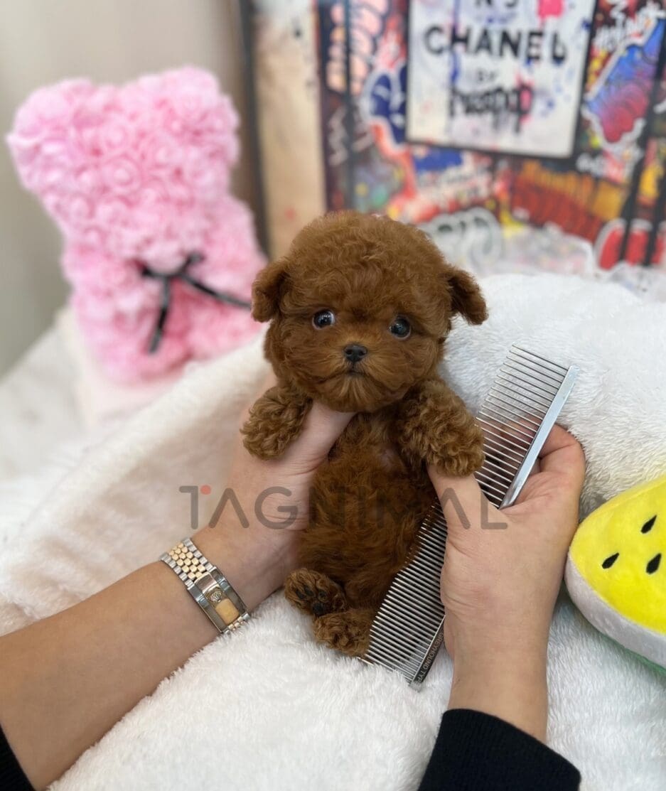 Poodle puppy for sale, dog for sale at Tagnimal