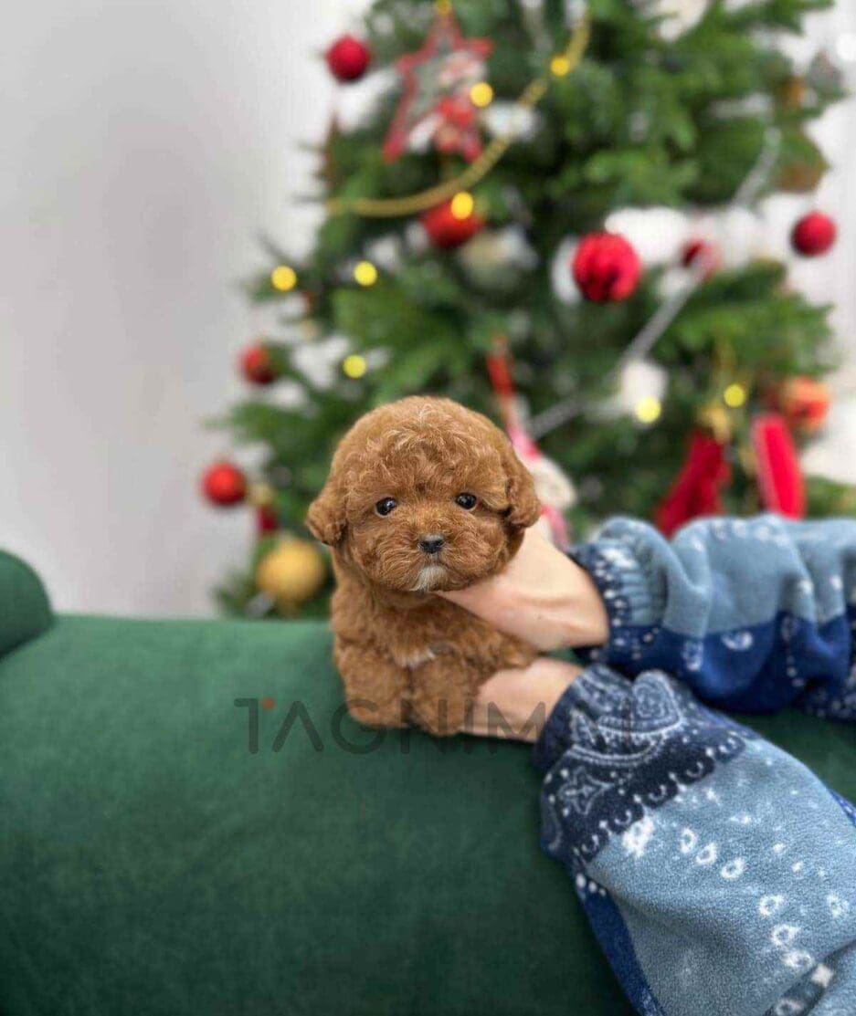 Poodle puppy for sale, dog for sale at Tagnimal