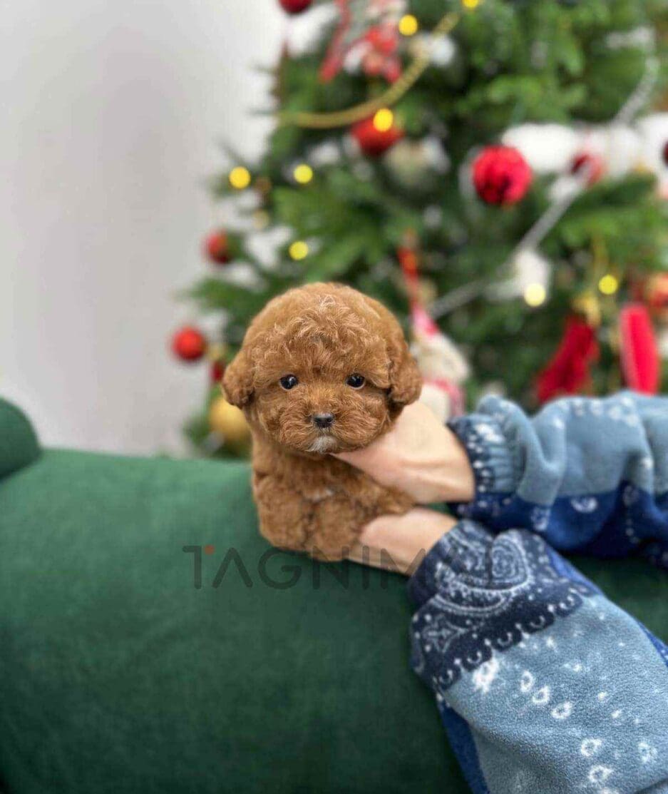 Poodle puppy for sale, dog for sale at Tagnimal