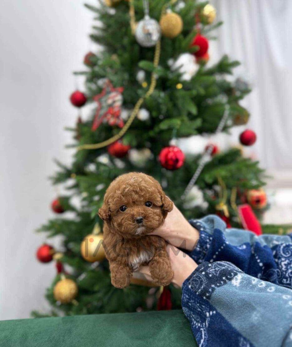 Poodle puppy for sale, dog for sale at Tagnimal