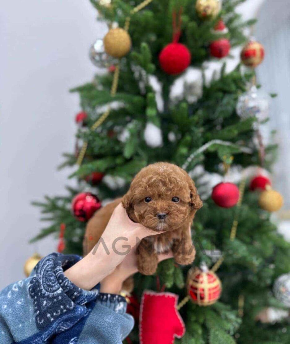 Poodle puppy for sale, dog for sale at Tagnimal