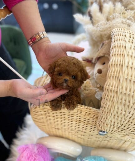 Cinnamon micro poodle outlet price