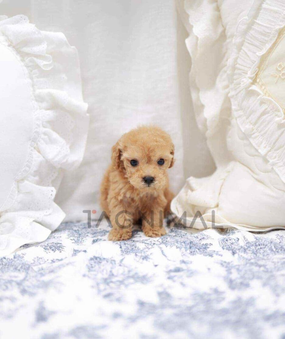 Poodle puppy for sale, dog for sale at Tagnimal