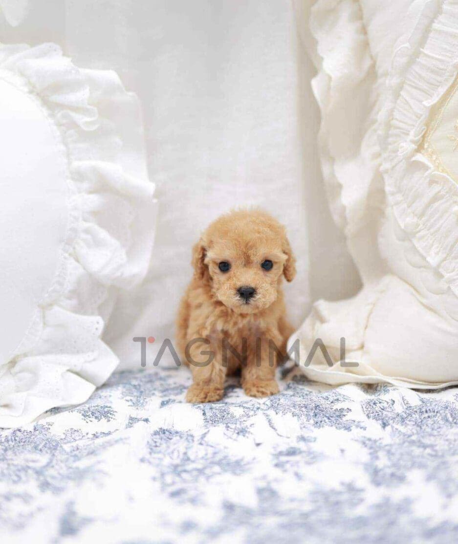 Poodle puppy for sale, dog for sale at Tagnimal