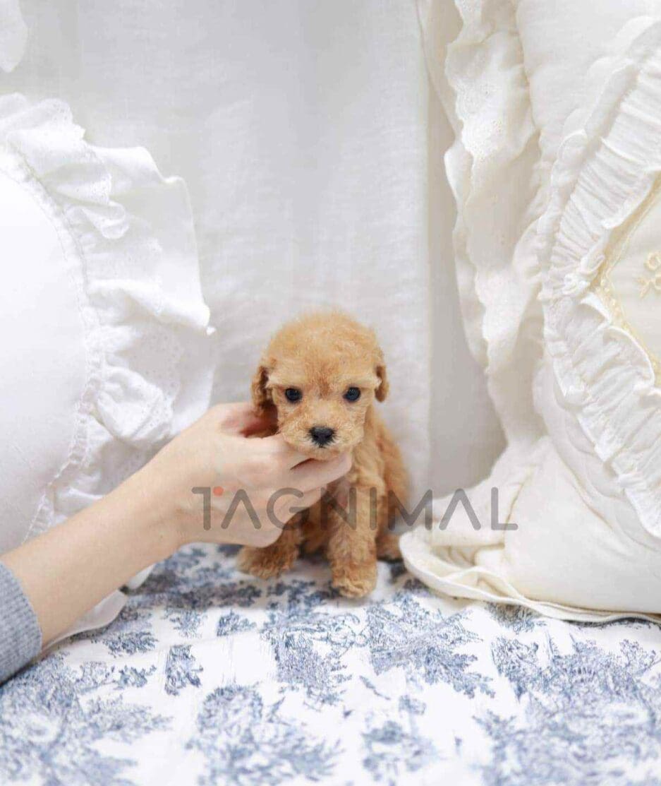 Poodle puppy for sale, dog for sale at Tagnimal