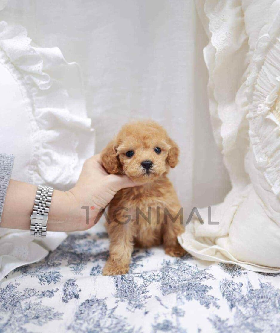 Poodle puppy for sale, dog for sale at Tagnimal