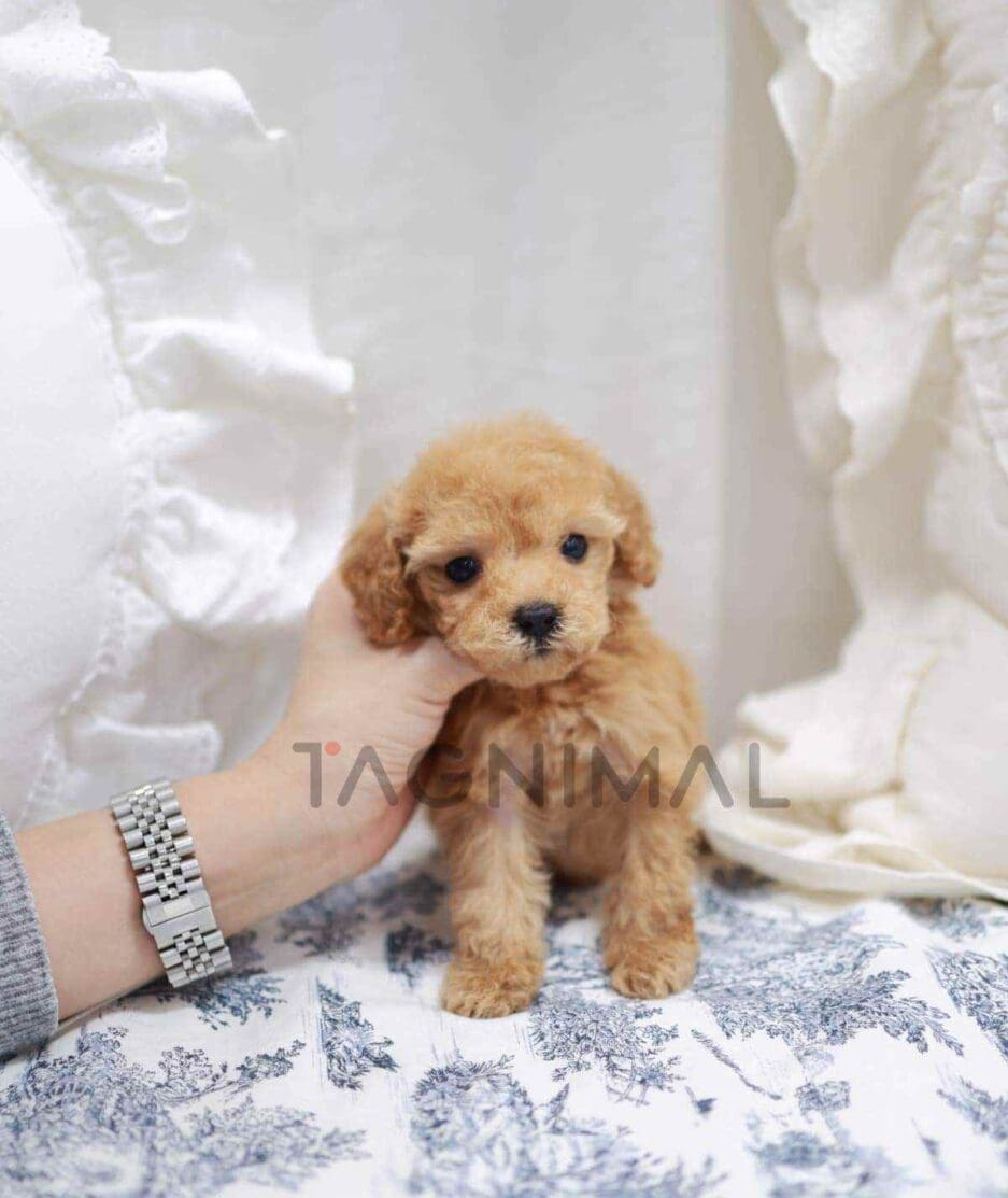 Poodle puppy for sale, dog for sale at Tagnimal