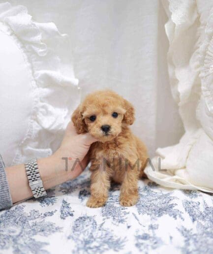 Poodle puppy for sale, dog for sale at Tagnimal