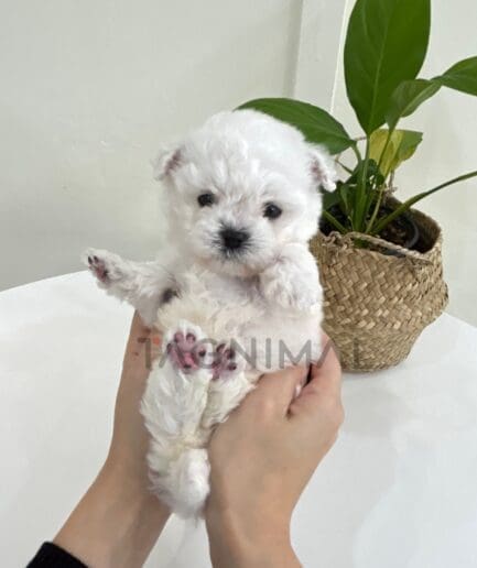 Bichon puppy for sale, dog for sale at Tagnimal