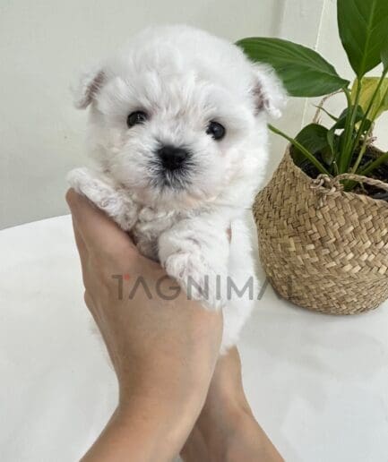 Bichon puppy for sale, dog for sale at Tagnimal