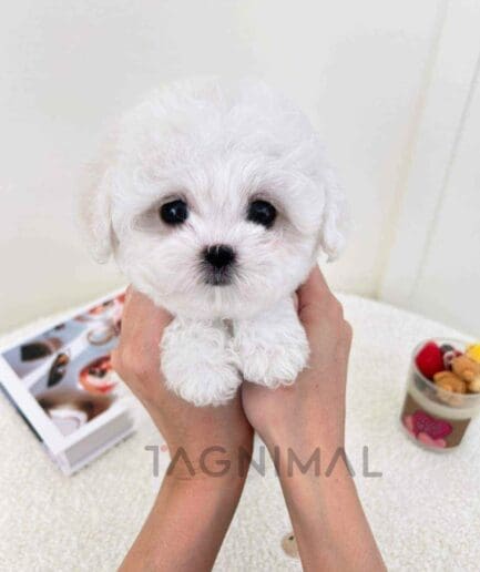 Bichon puppy for sale, dog for sale at Tagnimal