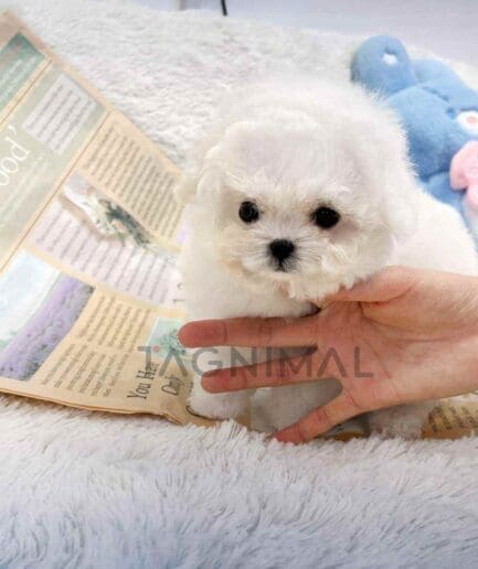 Bichon puppy for sale, dog for sale at Tagnimal