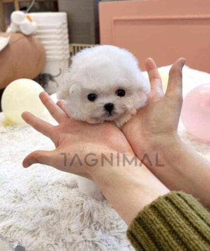 Bichon puppy for sale, dog for sale at Tagnimal