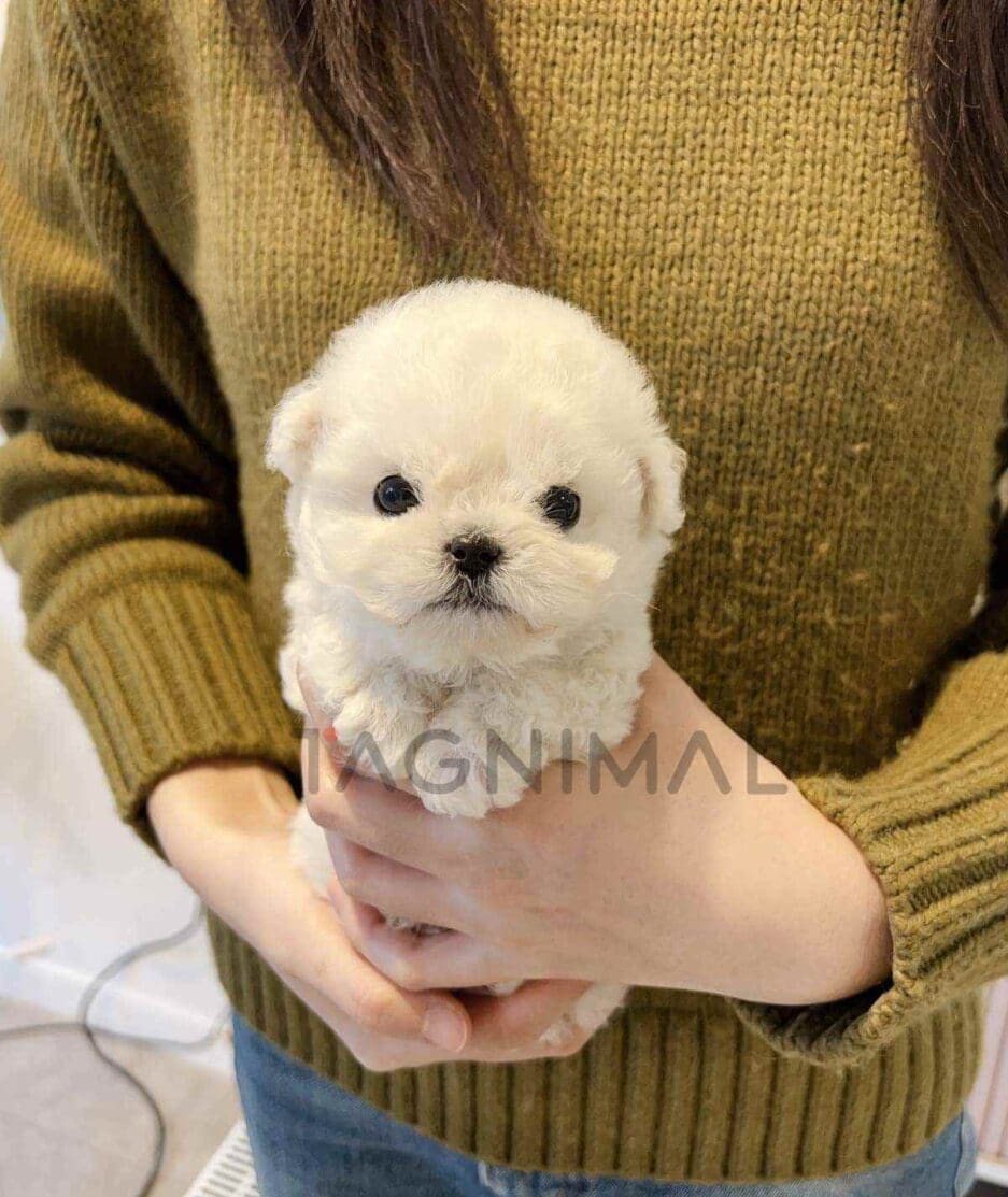 Bichon puppy for sale, dog for sale at Tagnimal