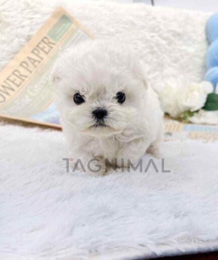 Bichon puppy for sale, dog for sale at Tagnimal