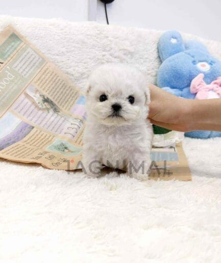 Bichon puppy for sale, dog for sale at Tagnimal