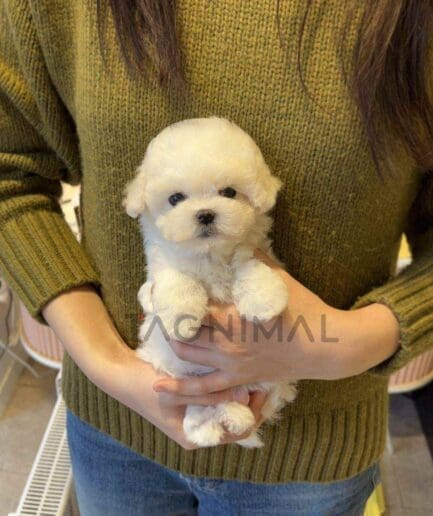 Bichon puppy for sale, dog for sale at Tagnimal