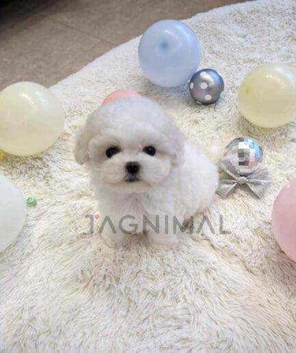 Bichon puppy for sale, dog for sale at Tagnimal