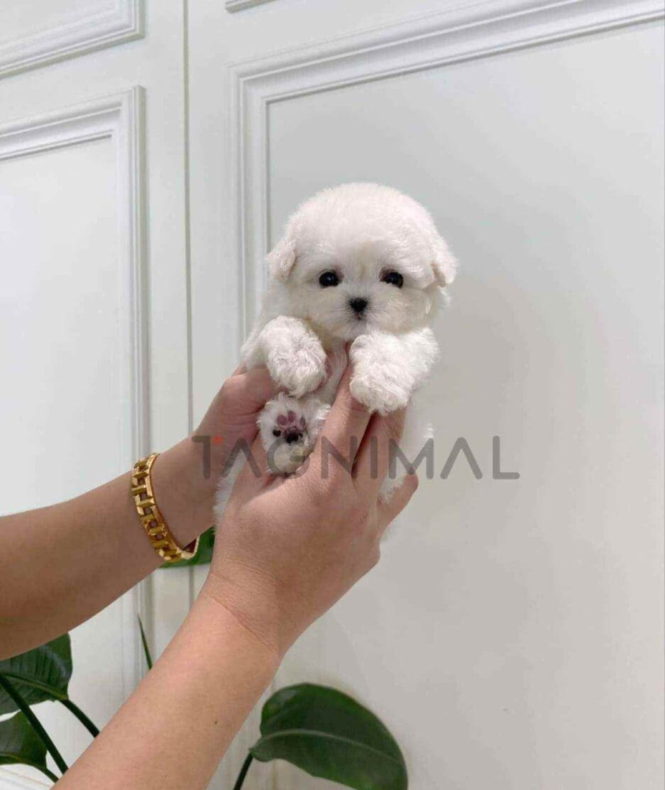 Bichon puppy for sale, dog for sale at Tagnimal