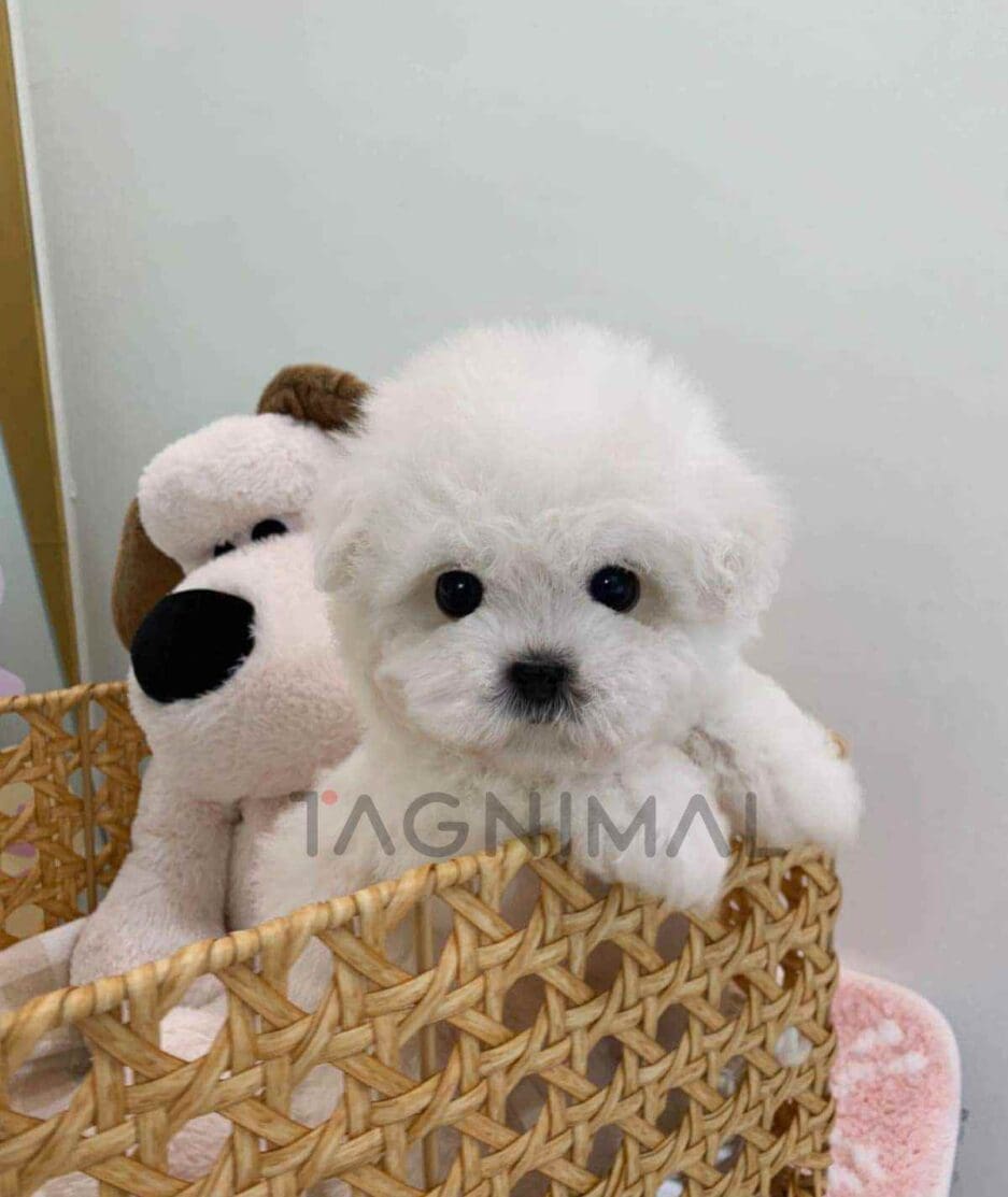 Bichon puppy for sale, dog for sale at Tagnimal