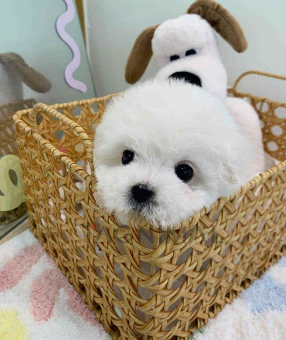 Bichon puppy for sale, dog for sale at Tagnimal