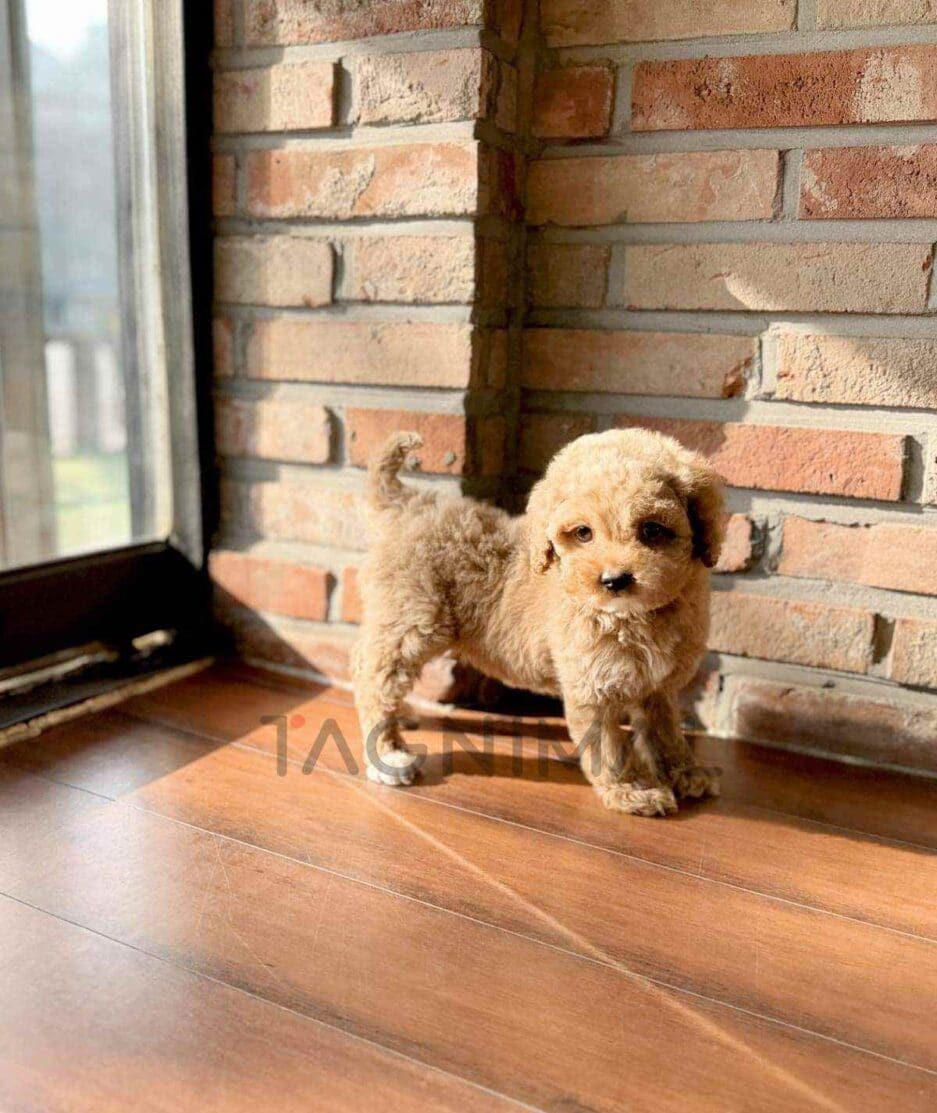 Goldendoodle puppy for sale, dog for sale at Tagnimal