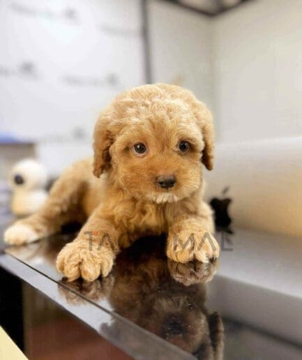 Goldendoodle puppy for sale, dog for sale at Tagnimal