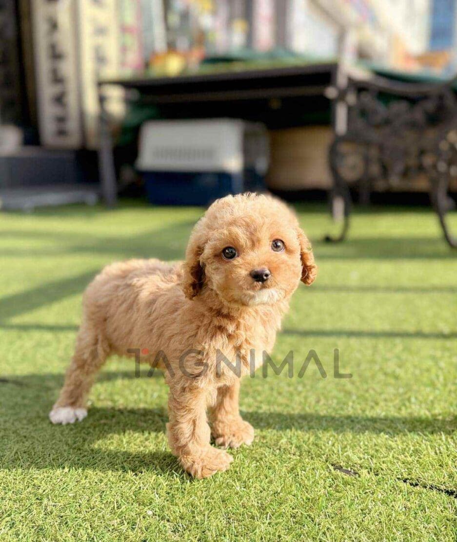 Goldendoodle puppy for sale, dog for sale at Tagnimal