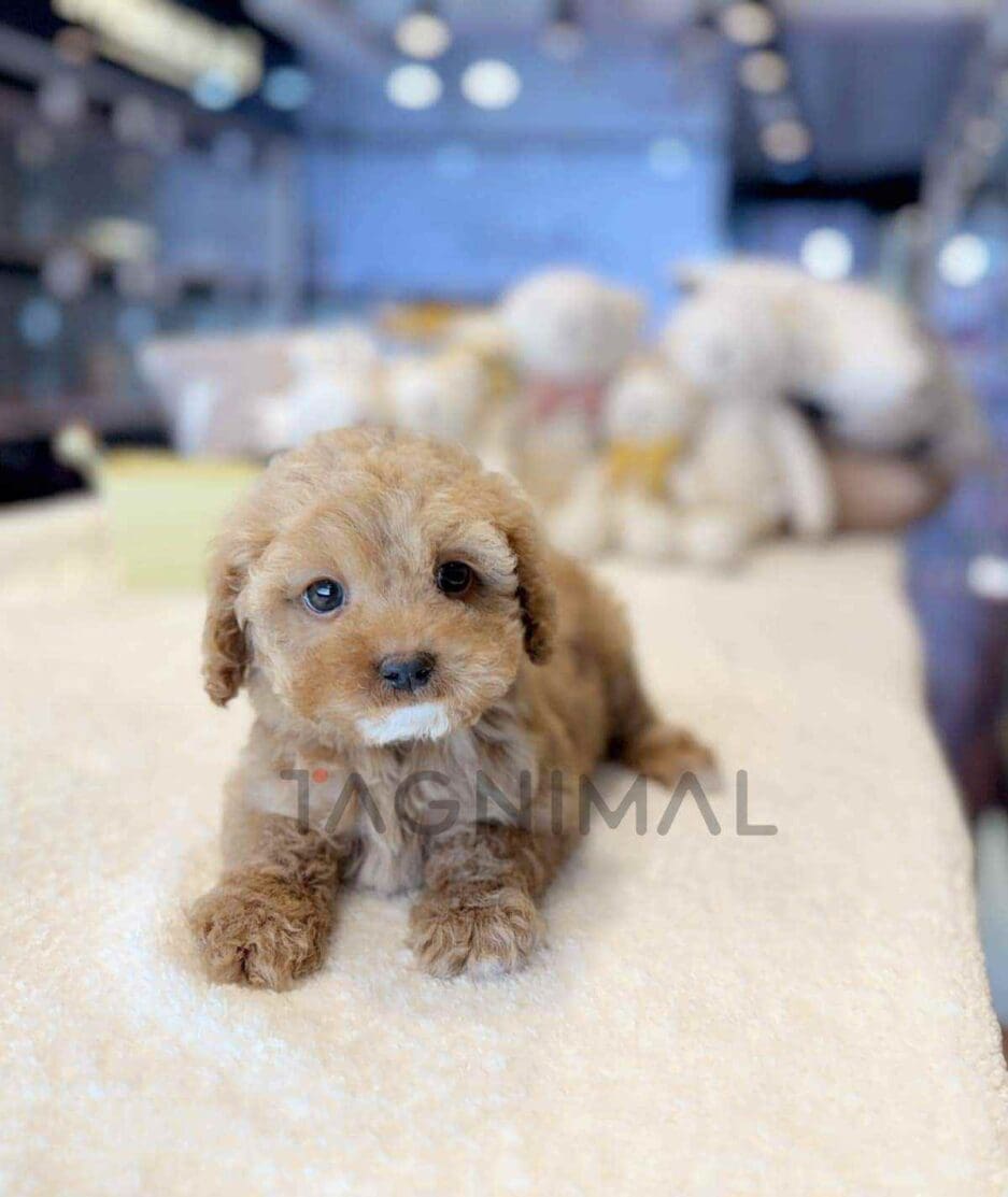 Goldendoodle puppy for sale, dog for sale at Tagnimal