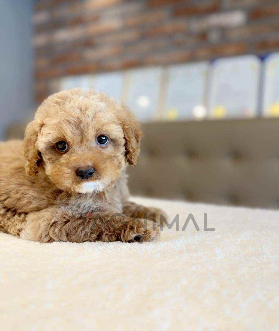 Goldendoodle puppy for sale, dog for sale at Tagnimal