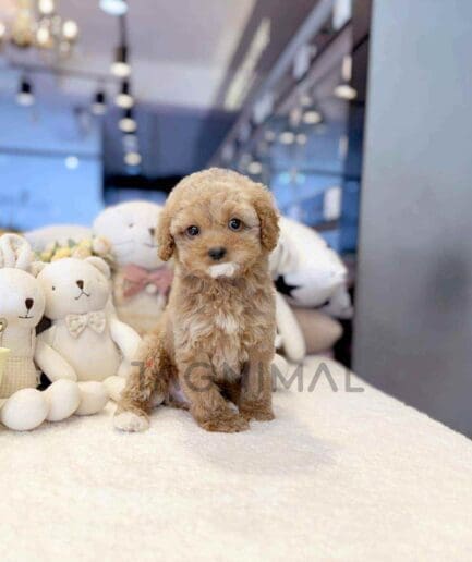 Goldendoodle puppy for sale, dog for sale at Tagnimal