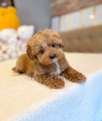 Goldendoodle puppy for sale, dog for sale at Tagnimal