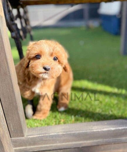 Goldendoodle puppy for sale, dog for sale at Tagnimal