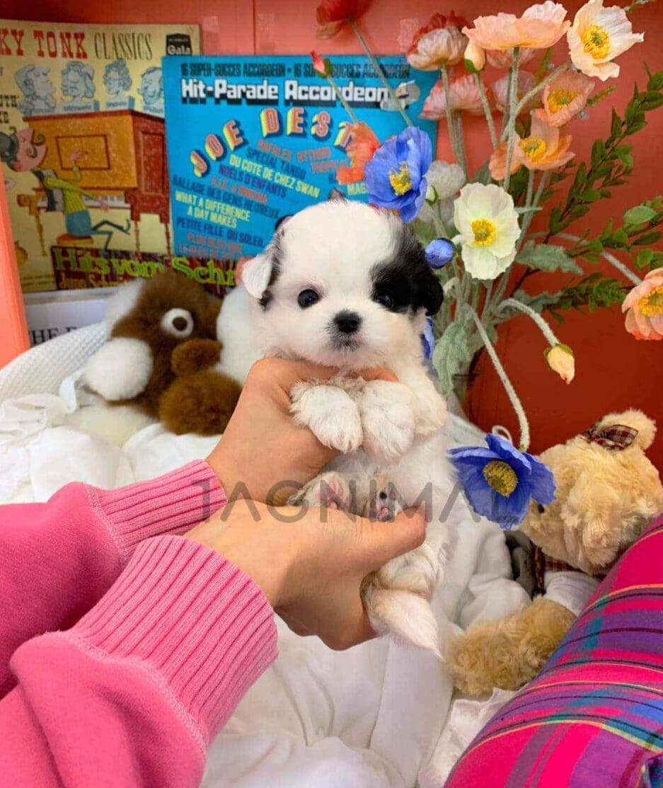 Malchi puppy for sale, dog for sale at Tagnimal