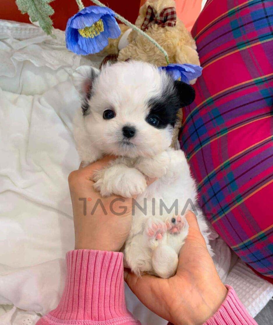 Malchi puppy for sale, dog for sale at Tagnimal