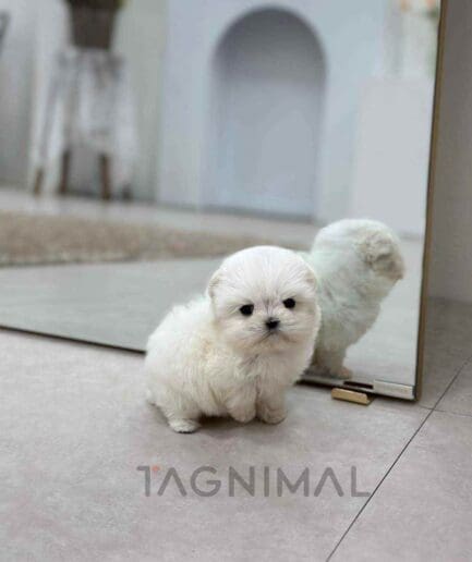 Maltese puppy for sale, dog for sale at Tagnimal