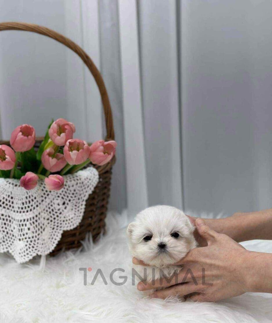 Maltese puppy for sale, dog for sale at Tagnimal