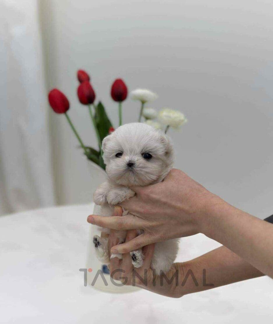 Maltese puppy for sale, dog for sale at Tagnimal